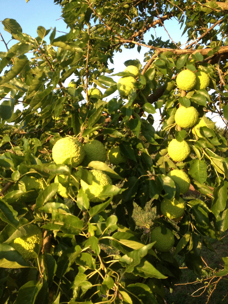 Load image into Gallery viewer, Hedge Apples/Osage Oranges
