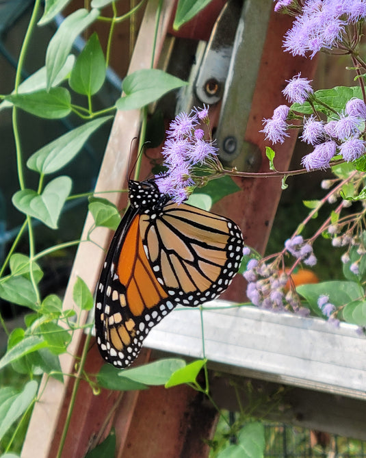 Organic Blue Mist Flower Seeds