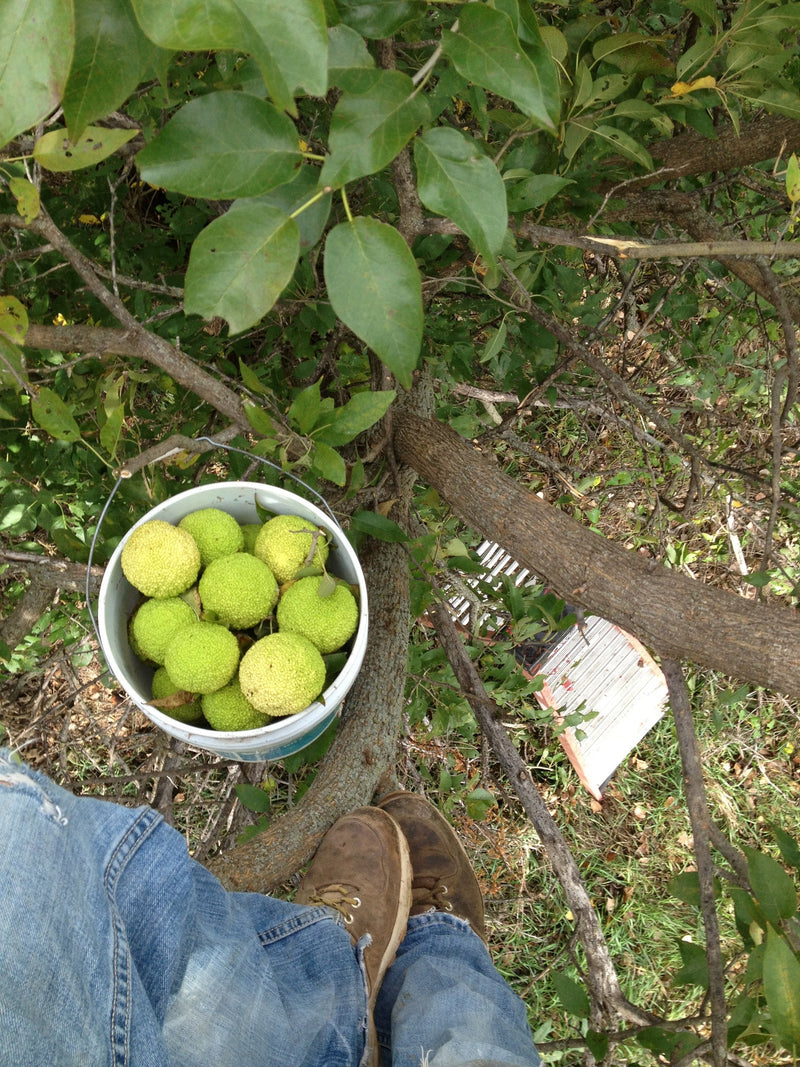 Load image into Gallery viewer, Hedge Apples/Osage Oranges
