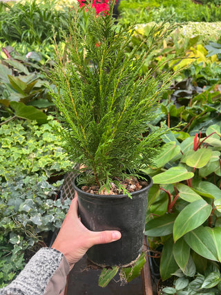 Leyland Cypress 6 Inch Pot