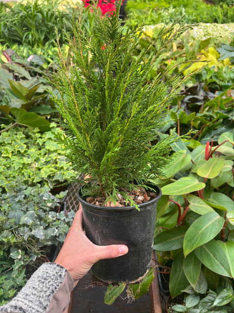 Leyland Cypress 6 Inch Pot