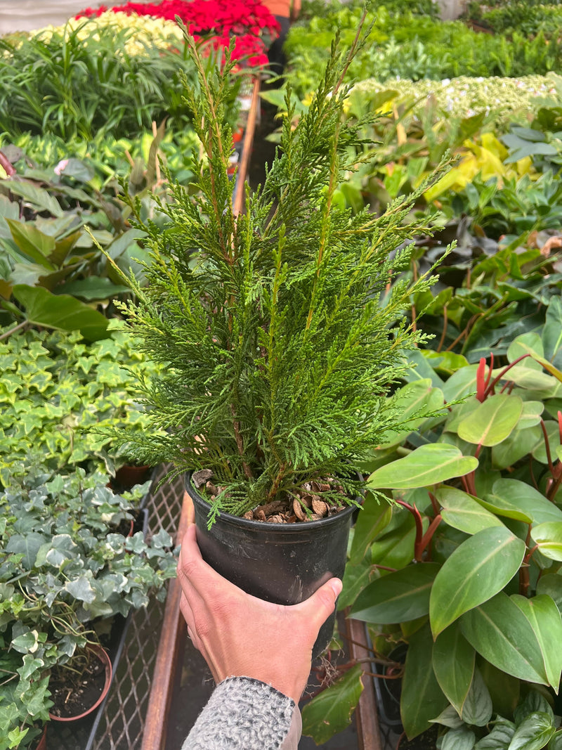 Load image into Gallery viewer, Leyland cypress - 6" Pot
