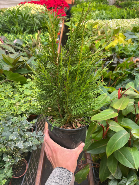 Leyland cypress - 6