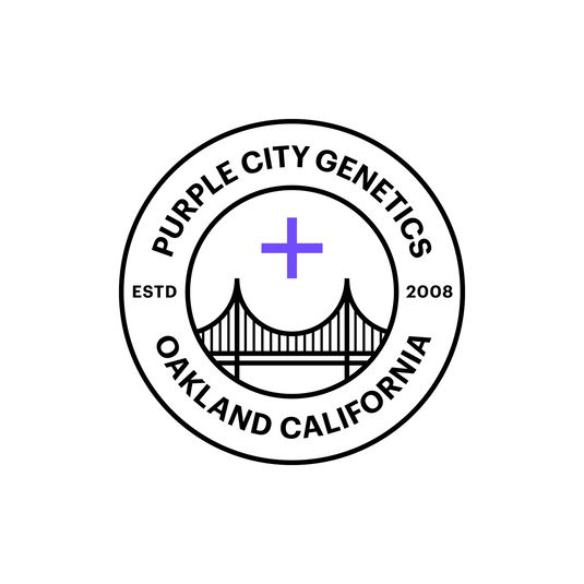 Purple City Genetics Heirloom Seeds