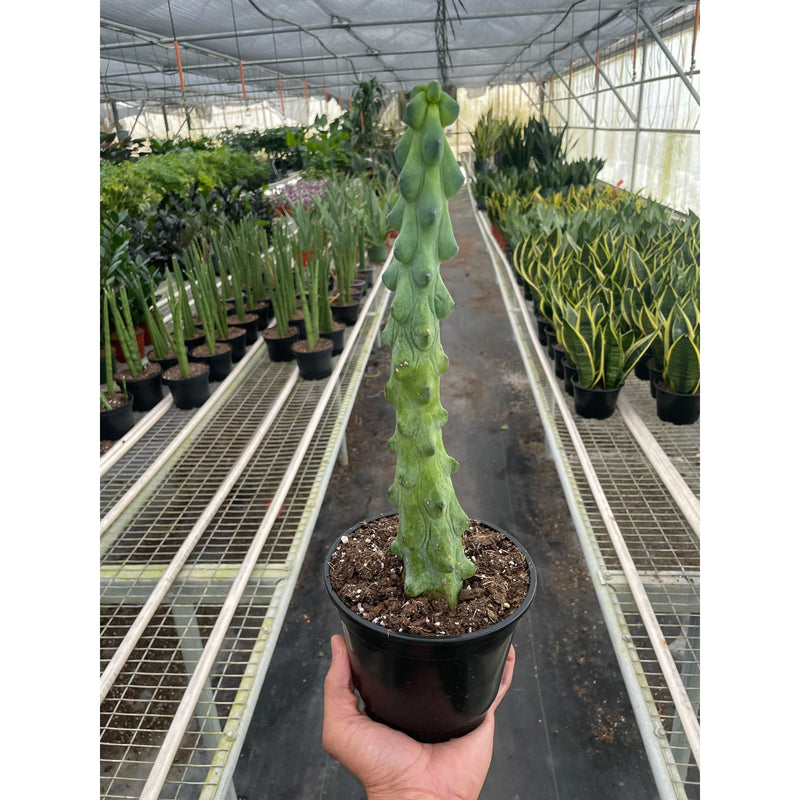 Load image into Gallery viewer, Boobie Cactus

