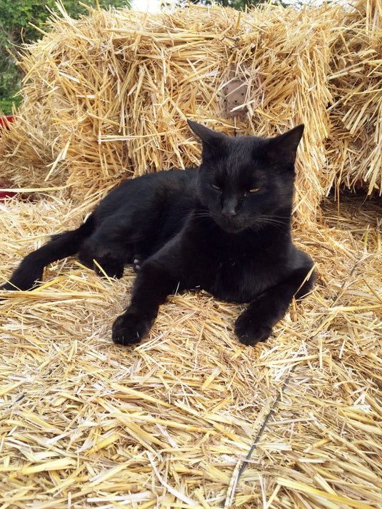 100% Natural Wheat Straw
