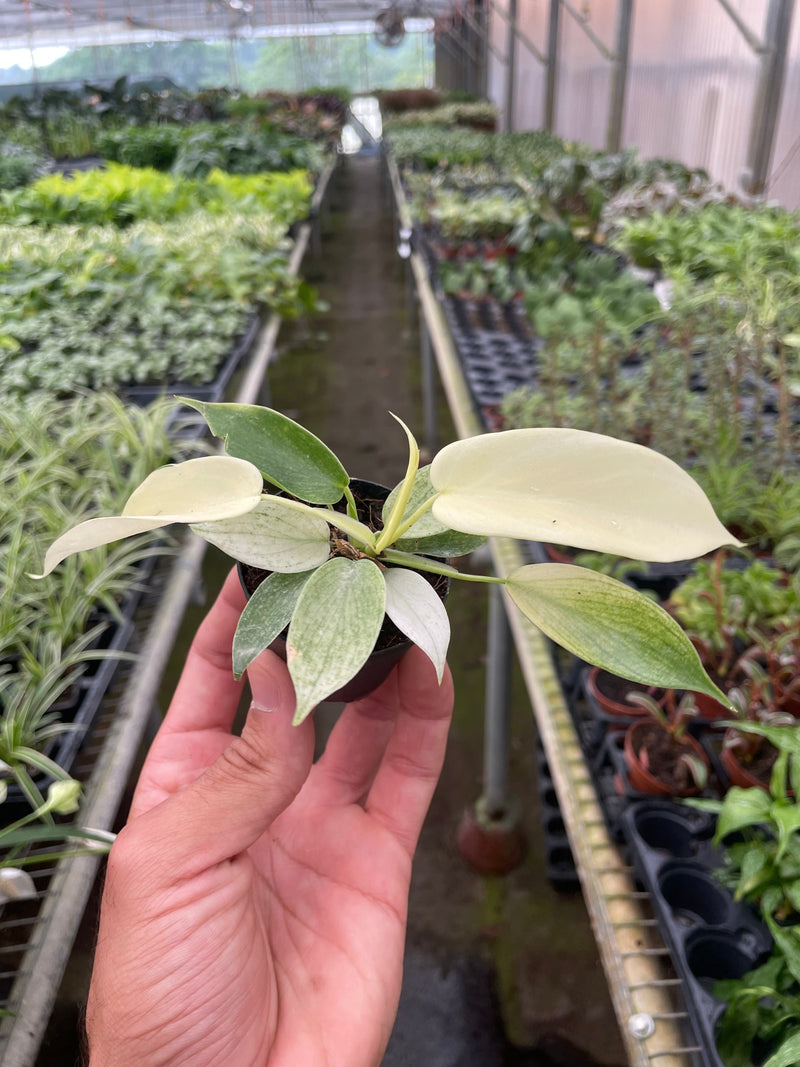 Load image into Gallery viewer, Philodendron 'Florida Ghost'
