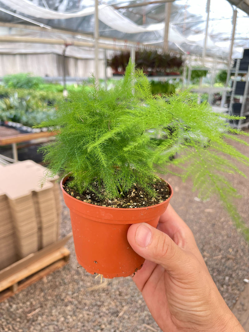 Load image into Gallery viewer, Fern 'Asparagus'
