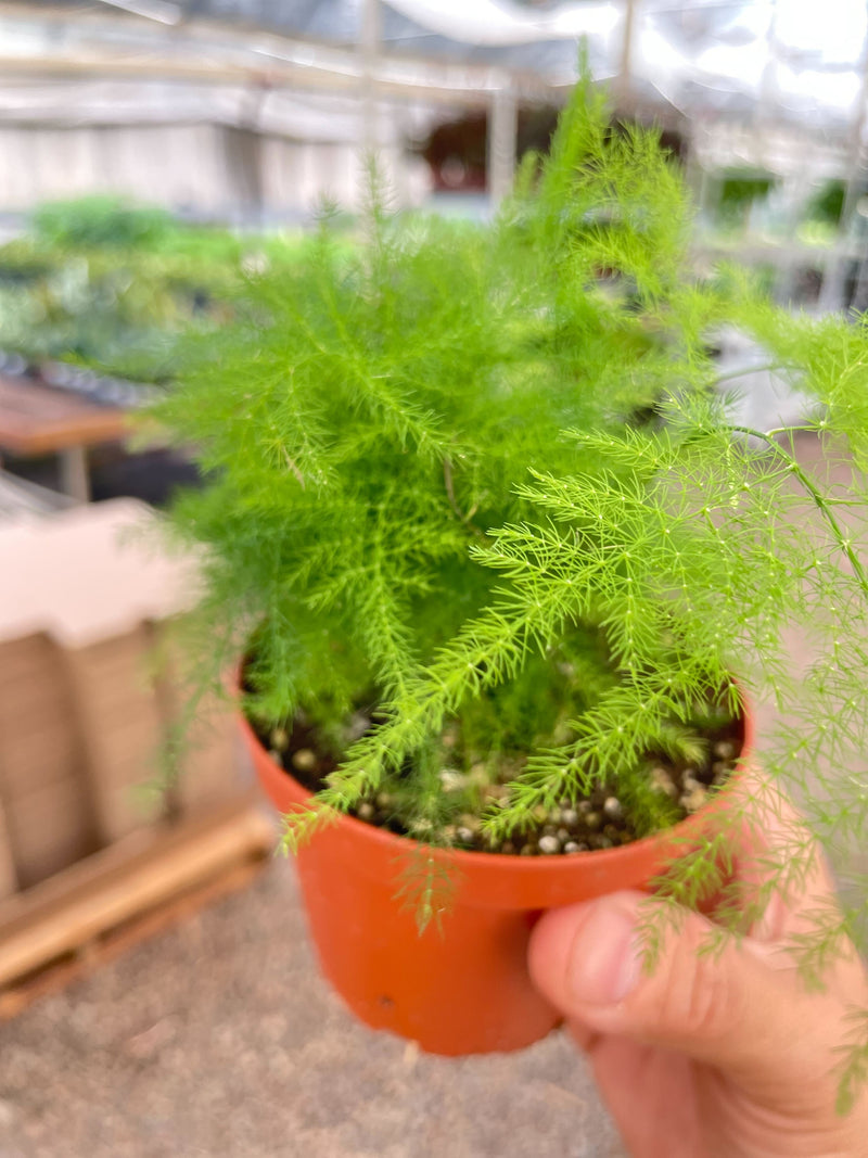Load image into Gallery viewer, Fern 'Asparagus'
