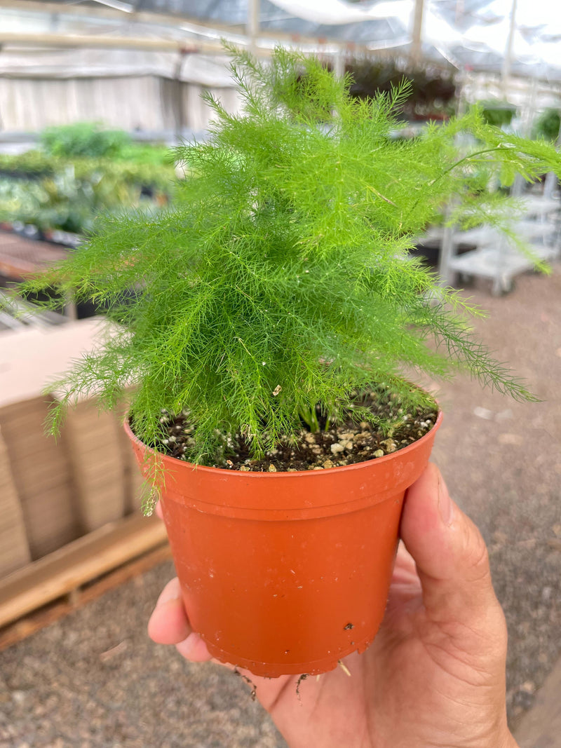 Load image into Gallery viewer, Fern 'Asparagus'

