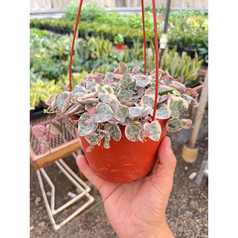 String of Hearts Variegated, additional product view 2