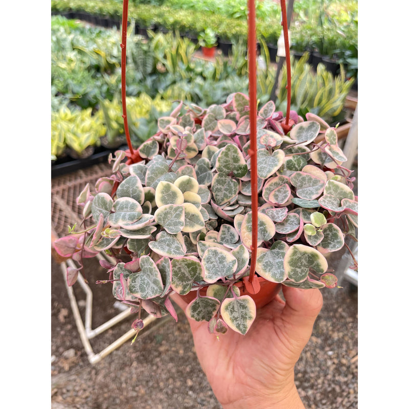 Load image into Gallery viewer, String of Hearts Variegated
