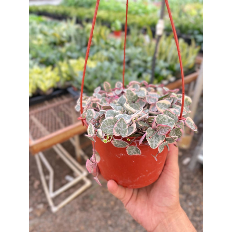 Load image into Gallery viewer, String of Hearts Variegated

