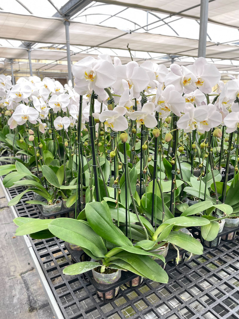 Load image into Gallery viewer, Orchid 'White Phalaenopsis'
