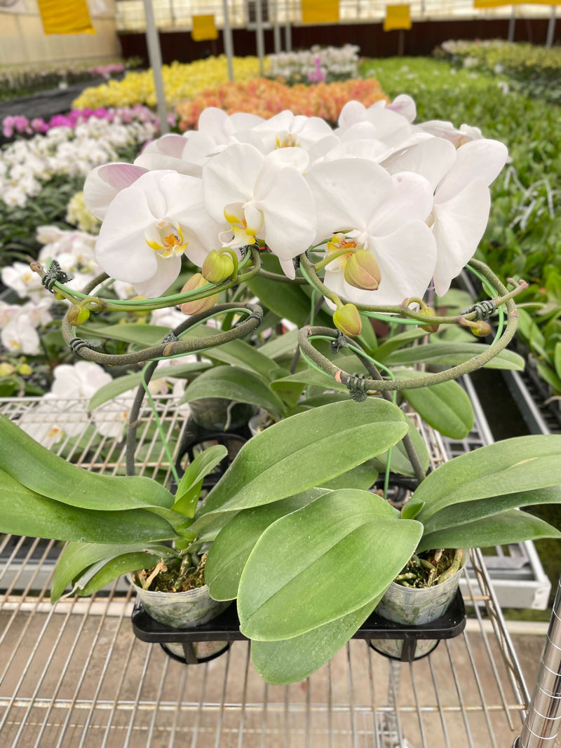 Load image into Gallery viewer, Orchid 'White Phalaenopsis'
