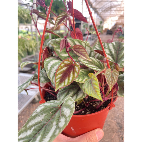 Begonia Rex Vine - 6