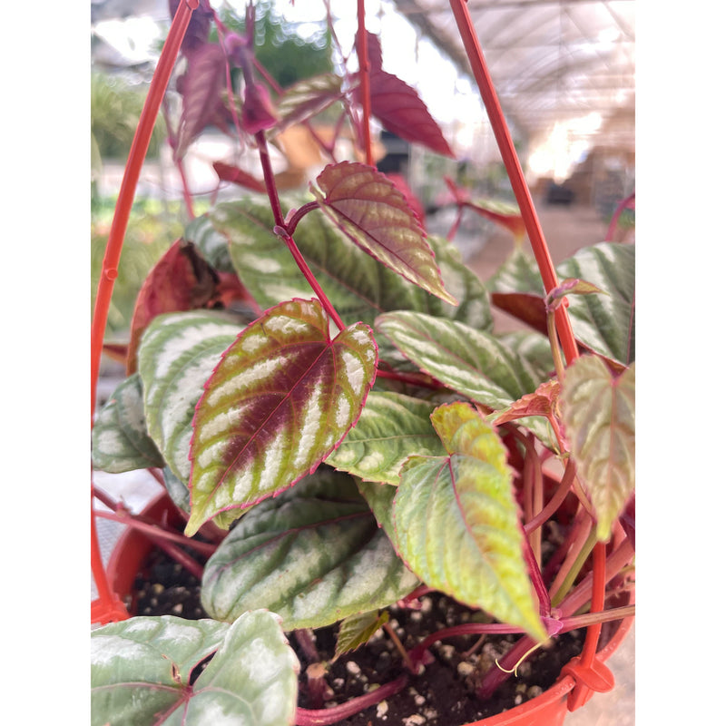 Load image into Gallery viewer, Begonia Rex Vine - 6" Pot
