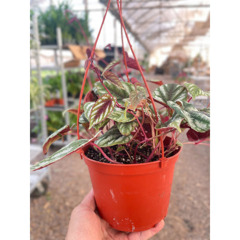 Begonia Rex Vine - 6