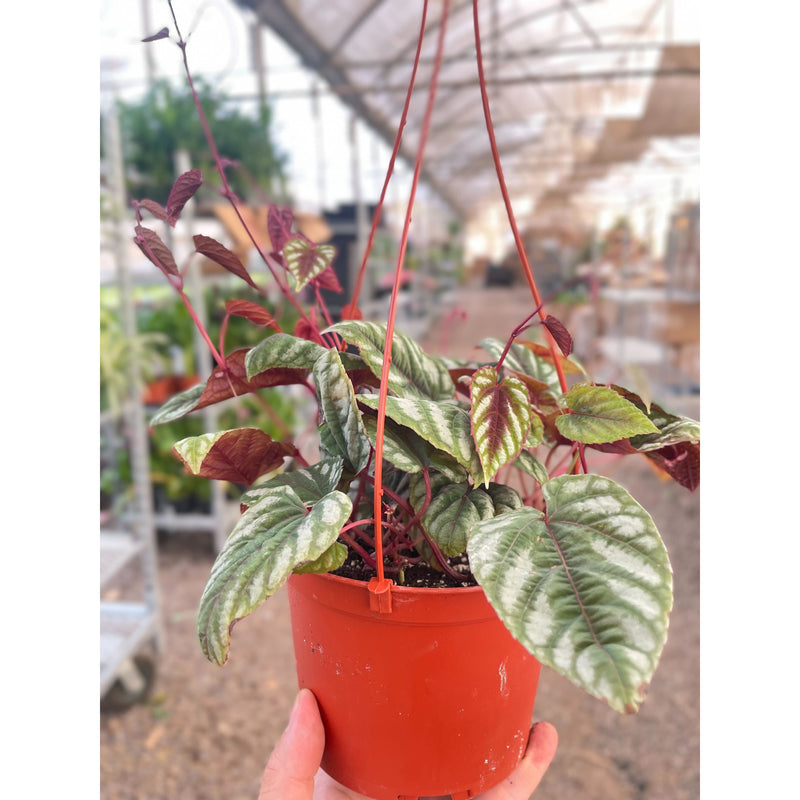 Load image into Gallery viewer, Begonia Rex Vine - 6" Pot
