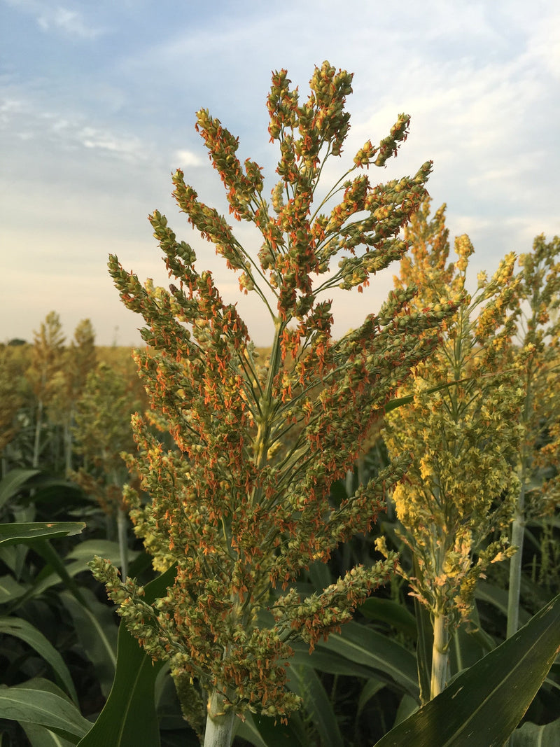 Load image into Gallery viewer, Grain Sorghum, Milo, Bird Seed
