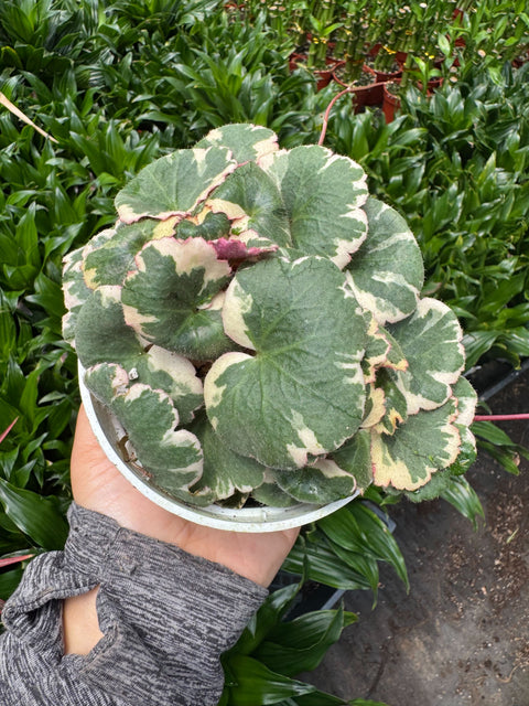 Saxifraga Tricolor, additional product view 2