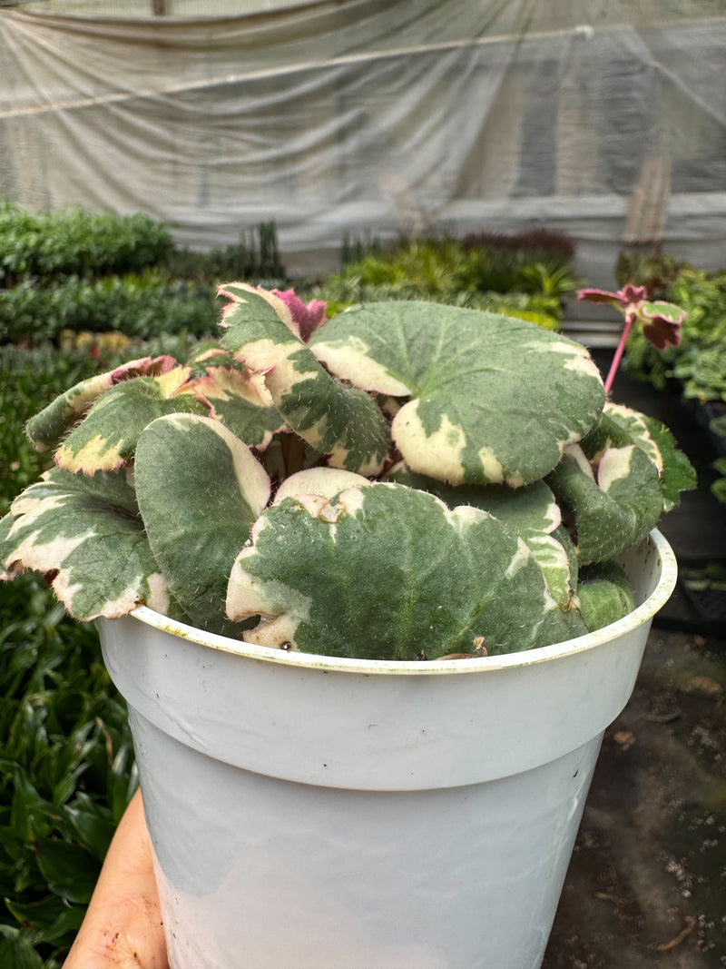 Load image into Gallery viewer, Saxifraga Tricolor
