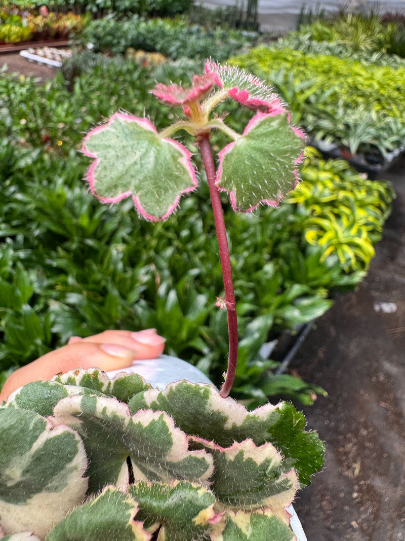 Load image into Gallery viewer, Saxifraga Tricolor

