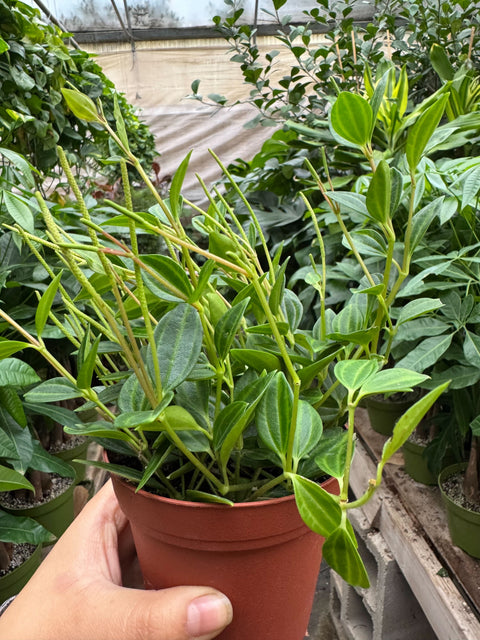 Peperomia Angulata
