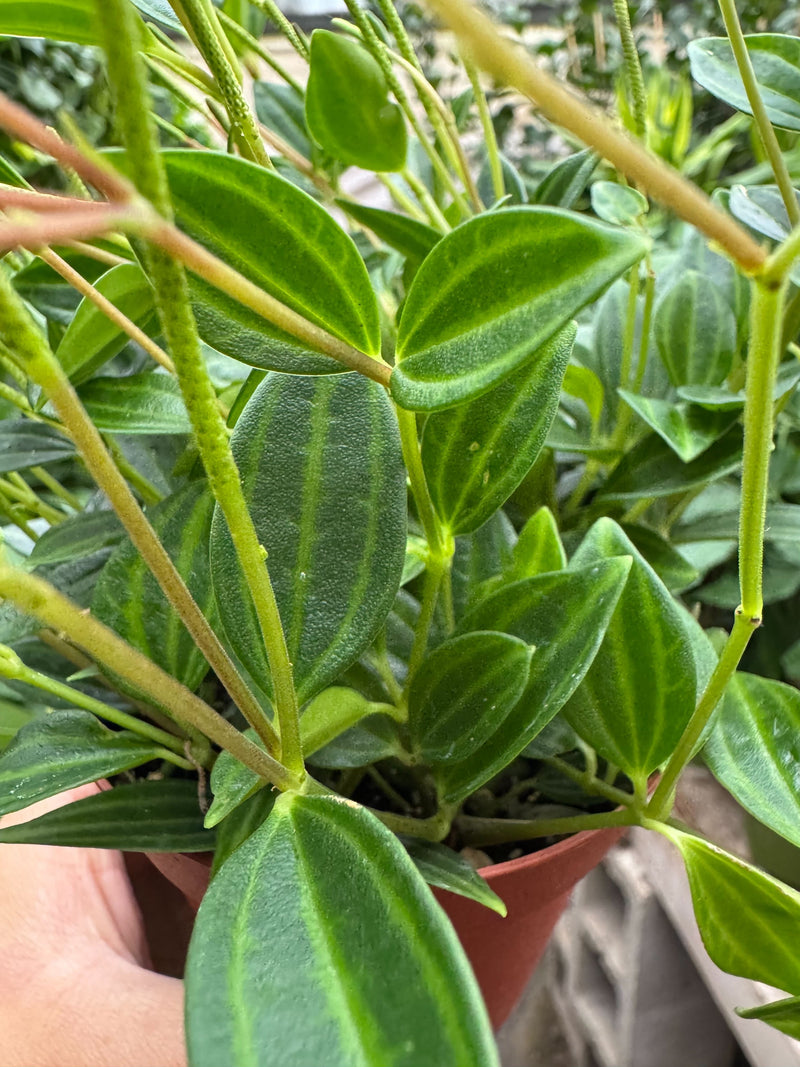 Load image into Gallery viewer, Peperomia 'Angulata'
