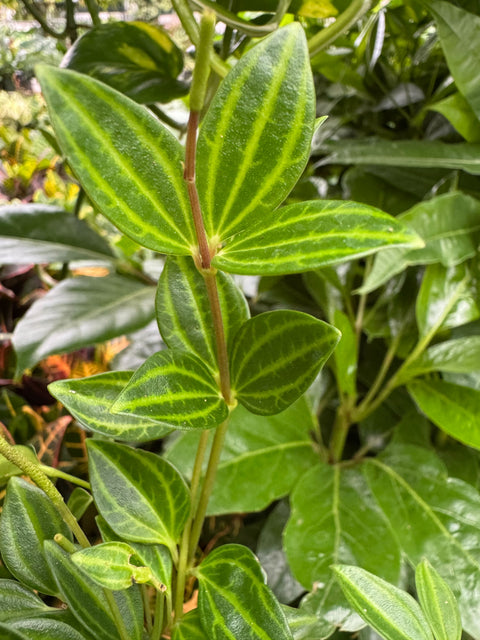 Peperomia 'Angulata', additional product view 2
