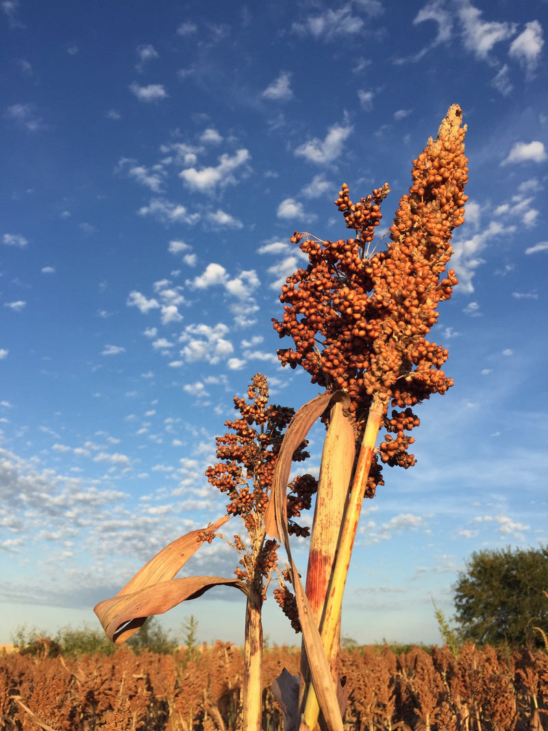 Load image into Gallery viewer, Grain Sorghum, Milo, Bird Seed
