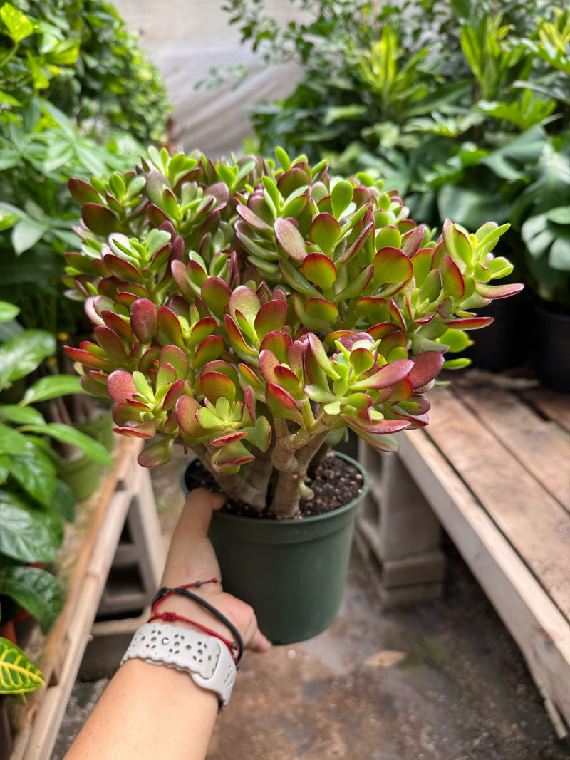 Load image into Gallery viewer, Succulent Crassula 'Jade'
