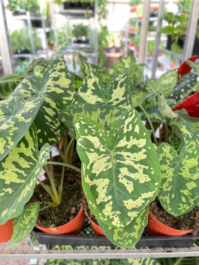 Load image into Gallery viewer, Alocasia 'Hilo Beauty'
