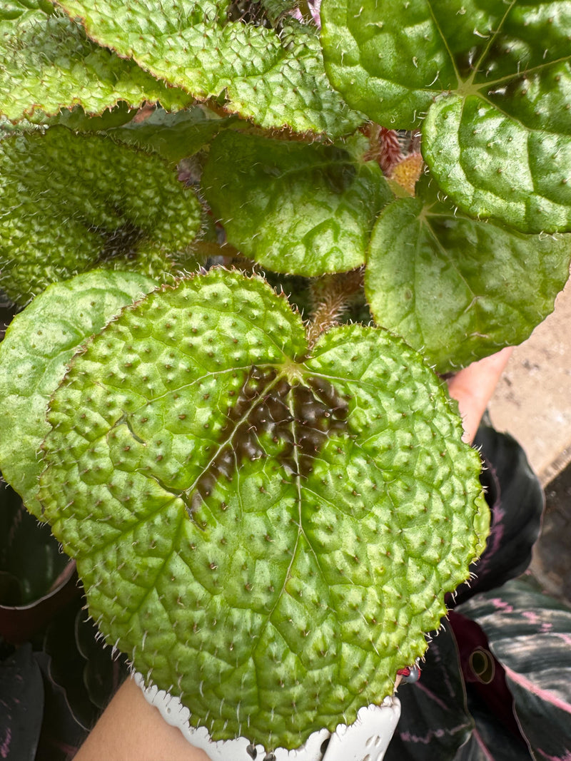 Load image into Gallery viewer, Begonia 'Iron Cross'
