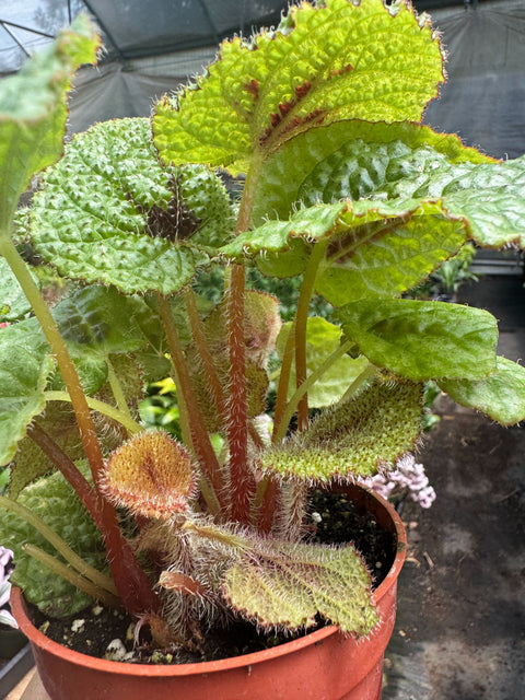 Begonia 'Iron Cross', additional product view 2