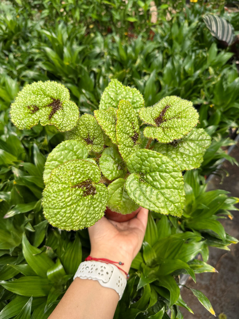 Load image into Gallery viewer, Begonia 'Iron Cross'
