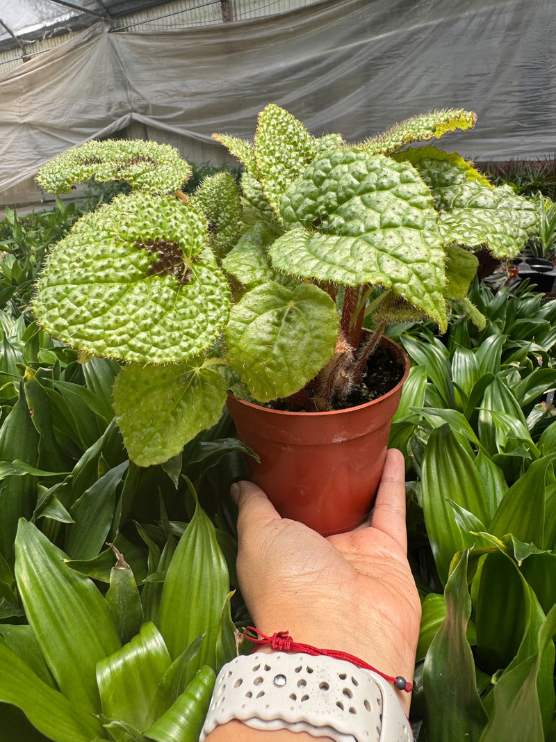 Load image into Gallery viewer, Begonia 'Iron Cross'
