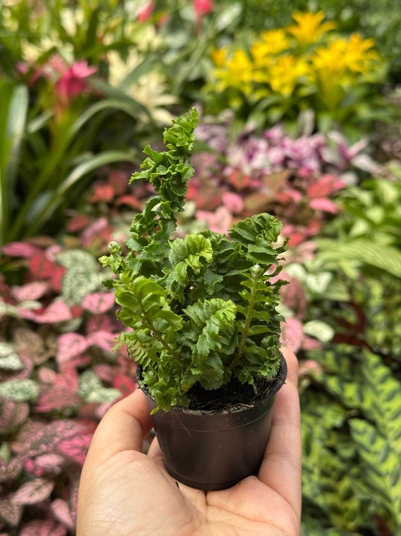 Load image into Gallery viewer, Fern 'Emina'
