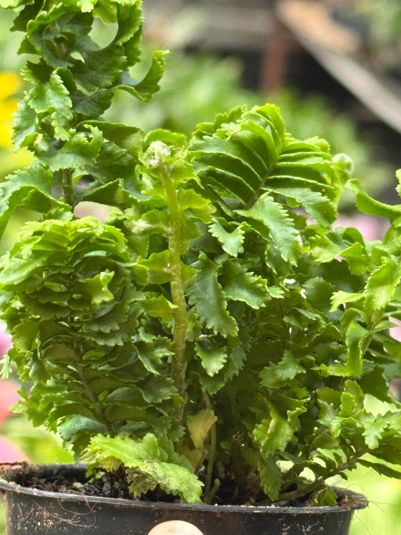 Load image into Gallery viewer, Fern 'Emina'
