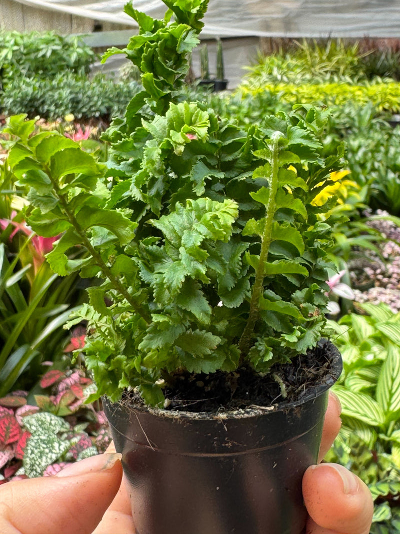 Load image into Gallery viewer, Fern 'Emina'
