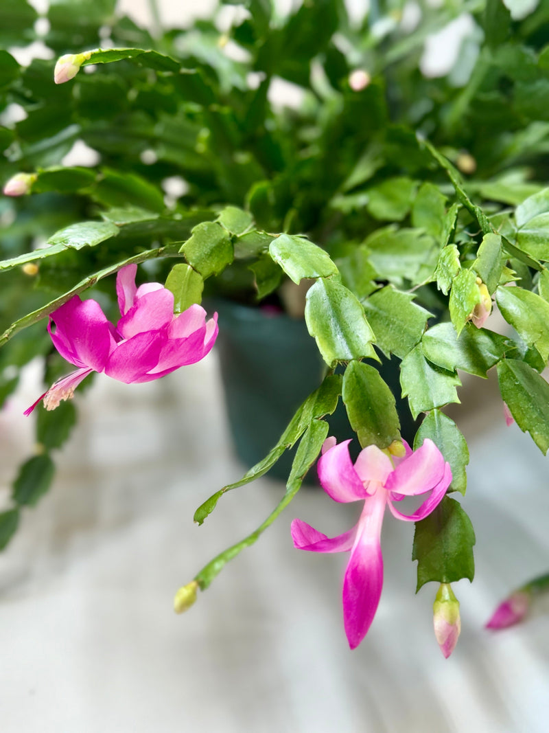 Load image into Gallery viewer, Zygocactus 'Christmas Cactus'
