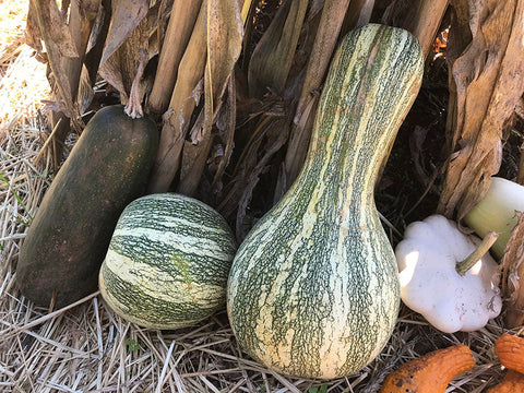 Heirloom Organic Green Stripe Cushaw seeds package, GrowTime Garden Supply