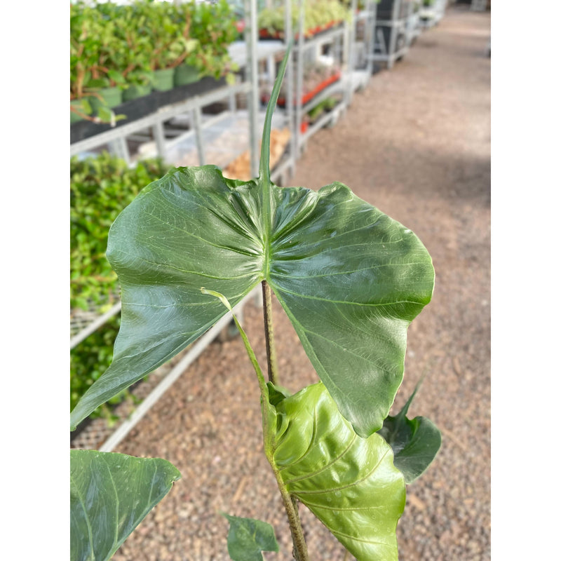 Load image into Gallery viewer, Alocasia macrorrhizos 'Stingray'
