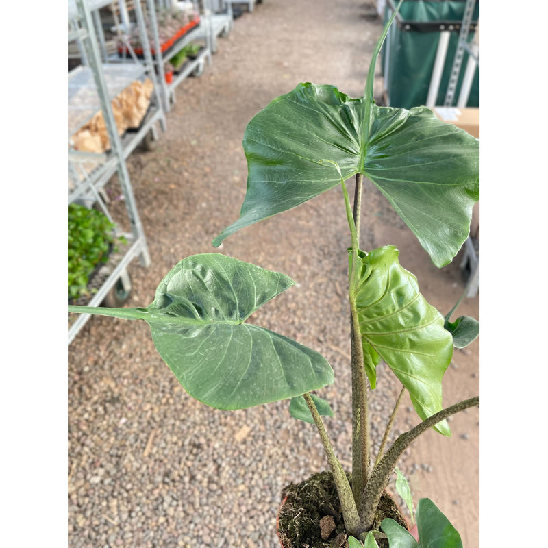 Load image into Gallery viewer, Alocasia macrorrhizos 'Stingray'
