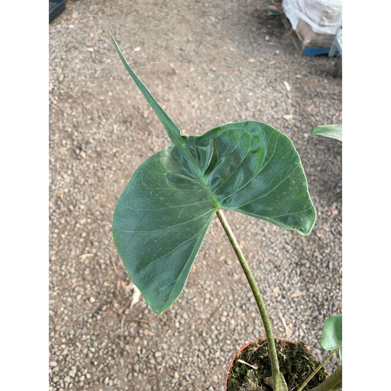 Load image into Gallery viewer, Alocasia macrorrhizos 'Stingray'
