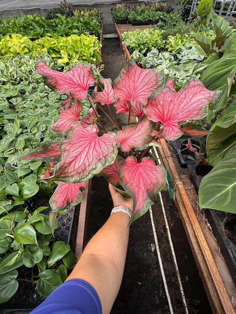 Load image into Gallery viewer, Caladium Red Flash

