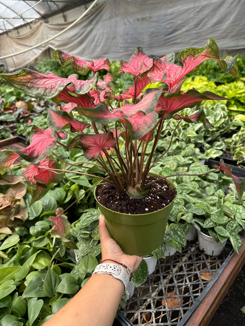 Caladium Red Flash, additional product view 2