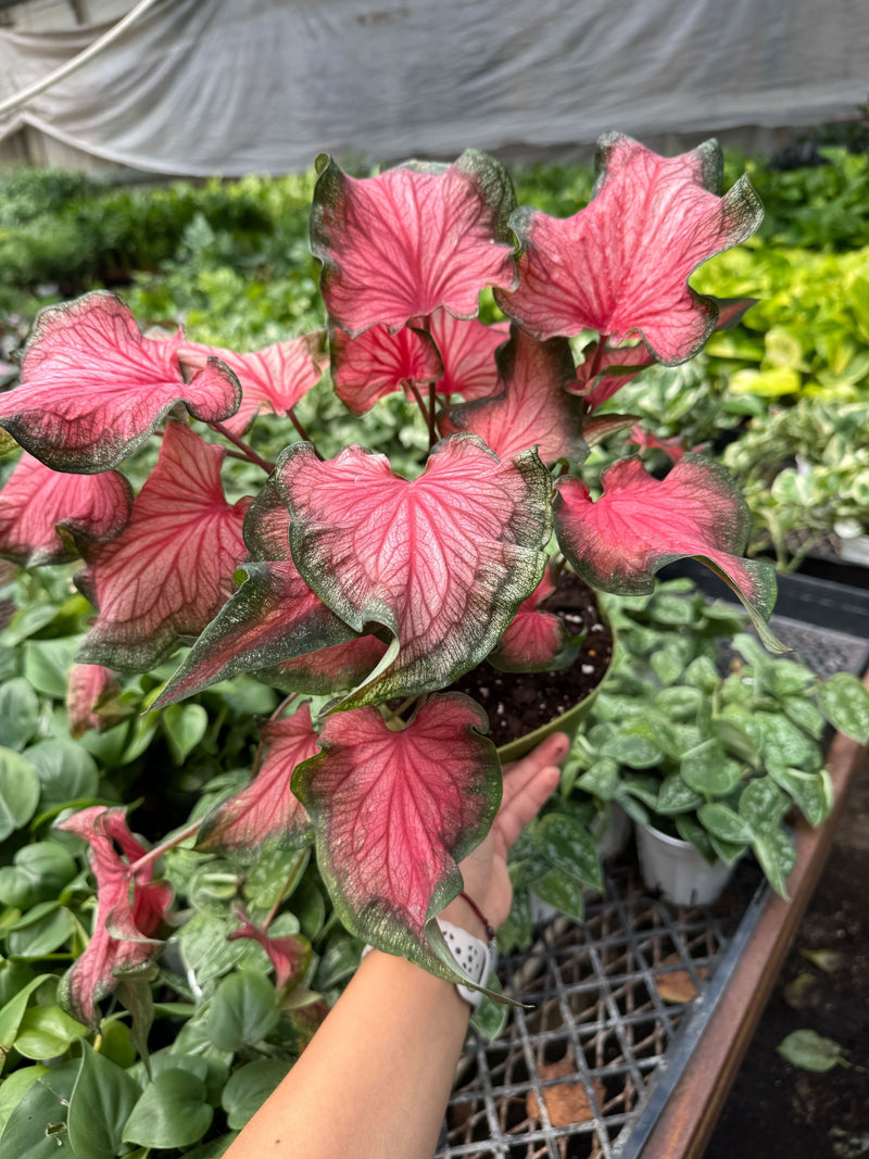 Load image into Gallery viewer, Caladium Red Flash
