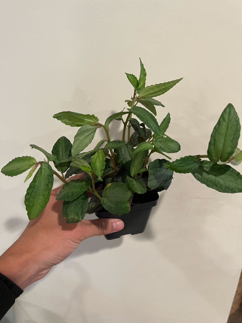 Load image into Gallery viewer, Pellionia Daveanna - 4" Pot
