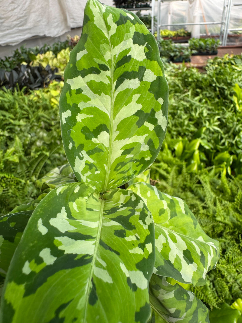 Load image into Gallery viewer, Chinese Evergreen Pictum Tricolor
